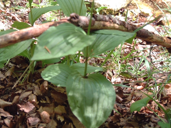 dubbio - Veratrum sp.